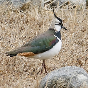 Northern Lapwing